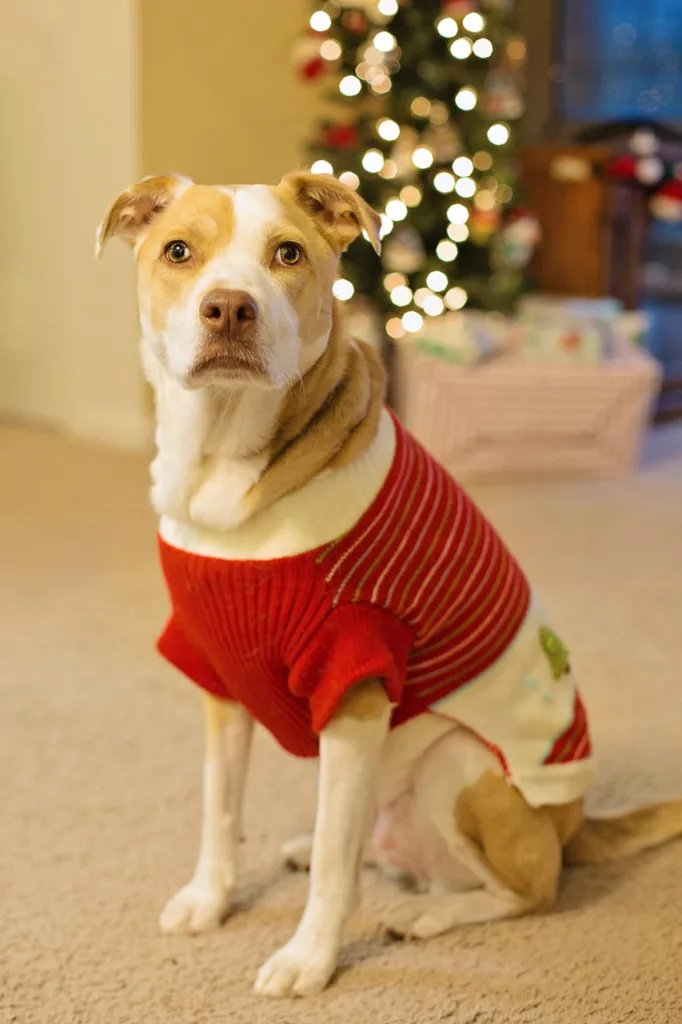 Die Hässlichsten Weihnachtspullover auch für Hunde