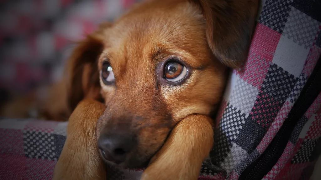 keine hunde auf den christkindlmarkt mitnehmen