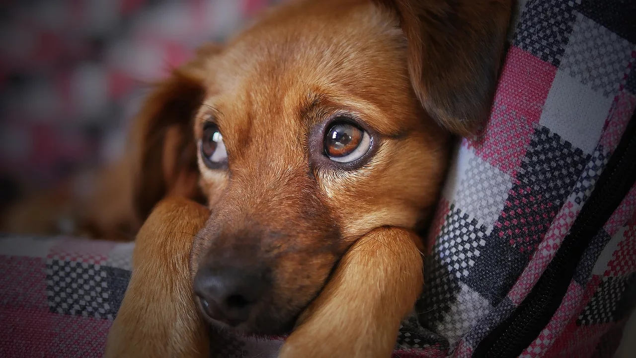 Kann ich meinen Hund auf den Christkindlmarkt mitnehmen? Nein auf keinen Fall!