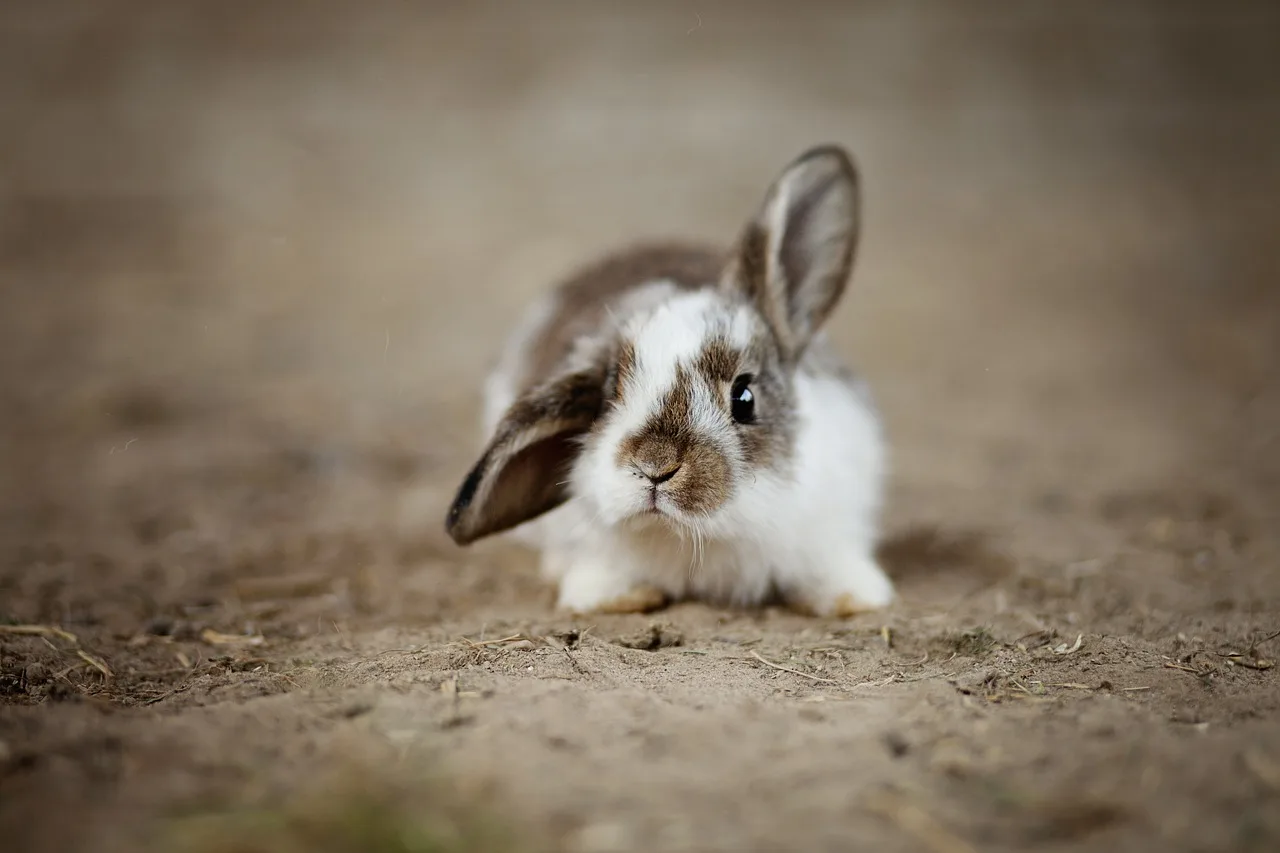 Woher kommt der Osterhase eigentlich?