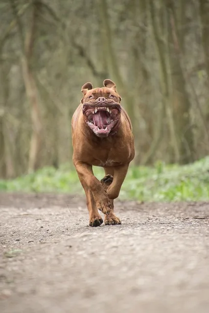 Zahnstein entfernen bei Hunden ist sehr wichtig!