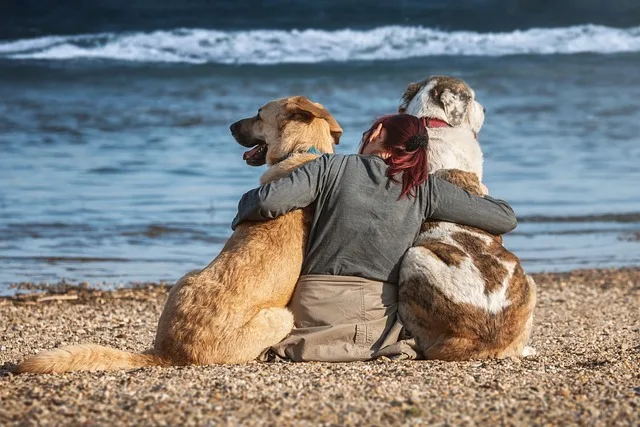 Mit dem Hund nach Kroatien auf Urlaub fahren: Was du beachten solltest: