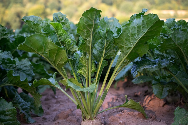 5 Tipps gegen Nacktschnecken im eigenen Garten, die wirklich helfen.