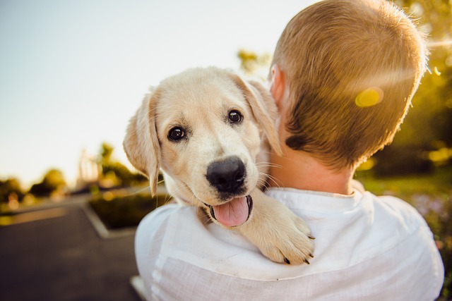 32 Hundetipps bei Hitze: So geht es ihrem Hund gut.