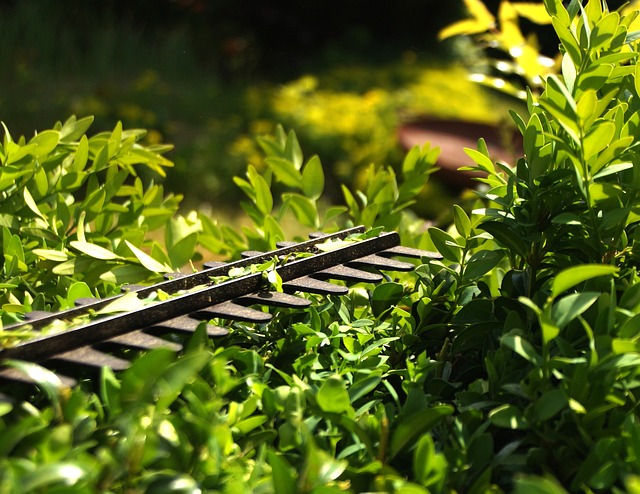 Wann sollte man eine Hecke schneiden?