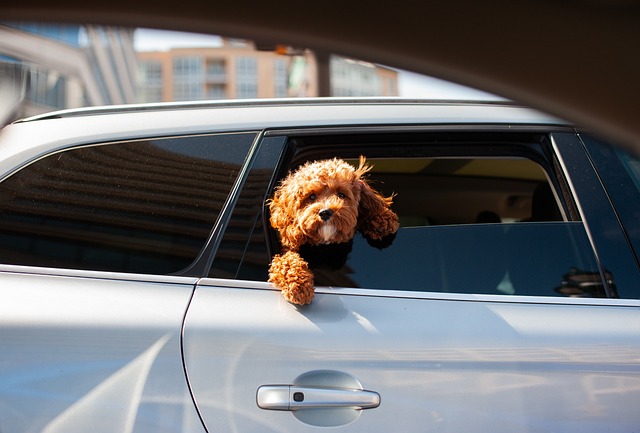 Hundeboxen für das Auto